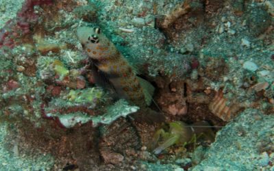The Goby Fish and Pistol Shrimp Know a Thing or Two about Alliances
