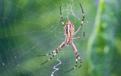 Navigate the Workplace like an Orb Weaver Spider