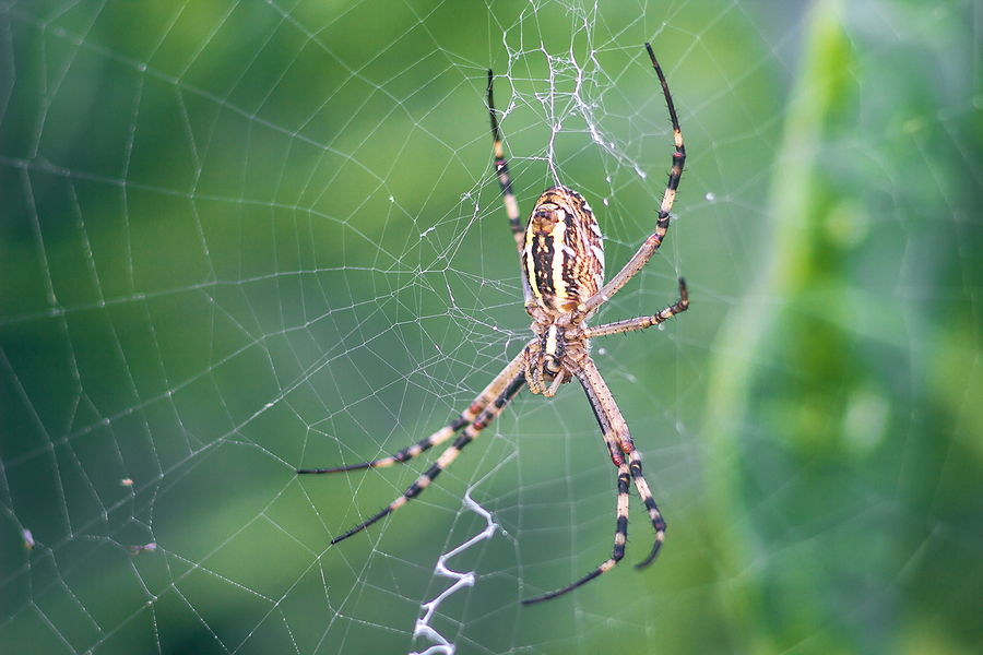 Navigate the Workplace like an Orb Weaver Spider