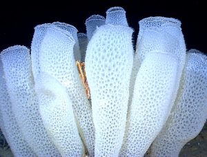 Venus Fower Basket Glass Sponge